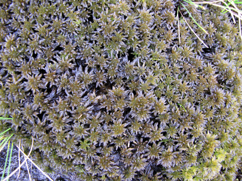 Sphagnum lindbergii